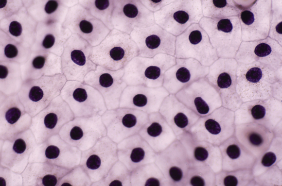 Cellules de l'épiderme de Triton x160